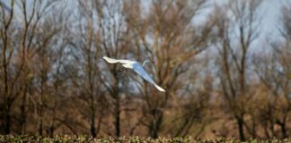 Aufstellungen: Teilnehmer: Bayer Leverkusen Gegen FC Bayern München Aufstellungen: Teilnehmer: Bayer Leverkusen Gegen FC Bayern München