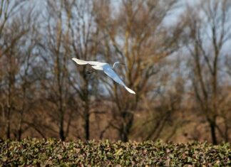 Aufstellungen: Teilnehmer: Bayer Leverkusen Gegen FC Bayern München Aufstellungen: Teilnehmer: Bayer Leverkusen Gegen FC Bayern München