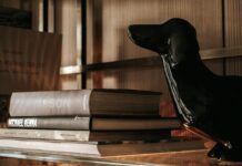 Aufstellungen: Teilnehmer: VfL Wolfsburg Gegen FC Bayern München Aufstellungen: Teilnehmer: VfL Wolfsburg Gegen FC Bayern München