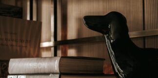 Aufstellungen: Teilnehmer: VfL Wolfsburg Gegen FC Bayern München Aufstellungen: Teilnehmer: VfL Wolfsburg Gegen FC Bayern München