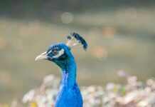 Teilnehmer: Borussia Mönchengladbach Gegen FC Bayern München Statistiken Teilnehmer: Borussia Mönchengladbach Gegen FC Bayern München Statistiken