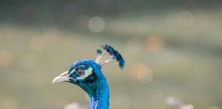 Teilnehmer: Borussia Mönchengladbach Gegen FC Bayern München Statistiken Teilnehmer: Borussia Mönchengladbach Gegen FC Bayern München Statistiken