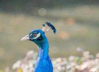 Teilnehmer: Borussia Mönchengladbach Gegen FC Bayern München Statistiken Teilnehmer: Borussia Mönchengladbach Gegen FC Bayern München Statistiken