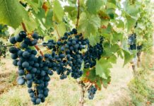 Ticker: Teilnehmer: 1. FSV Mainz 05 Gegen FC Bayern München Ticker: Teilnehmer: 1. FSV Mainz 05 Gegen FC Bayern München