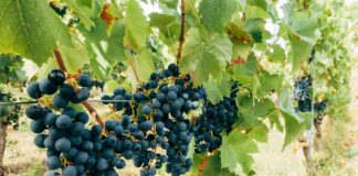 Ticker: Teilnehmer: 1. FSV Mainz 05 Gegen FC Bayern München Ticker: Teilnehmer: 1. FSV Mainz 05 Gegen FC Bayern München