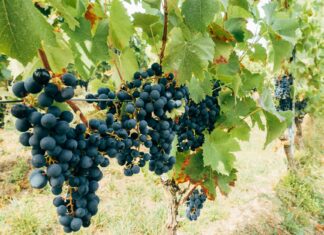 Ticker: Teilnehmer: 1. FSV Mainz 05 Gegen FC Bayern München Ticker: Teilnehmer: 1. FSV Mainz 05 Gegen FC Bayern München