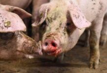 Schweinehaltung: Aufnahmen werfen Fragen zum Tierwohl auf schweinehaltung-aufnahmen-werfen-fragen-zum-tierwohl-auf