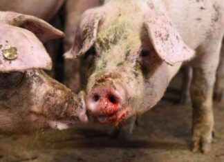 Schweinehaltung: Aufnahmen werfen Fragen zum Tierwohl auf schweinehaltung-aufnahmen-werfen-fragen-zum-tierwohl-auf