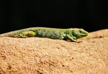 Aufstellungen Teilnehmer 1. FC Nürnberg Gegen Schalke – Wer Gewinnt?