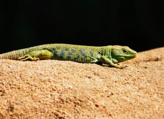 Aufstellungen Teilnehmer 1. FC Nürnberg Gegen Schalke – Wer Gewinnt?