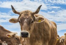 Aufstellungen Holstein Kiel Gegen FC Bayern München: Wer Gewinnt?