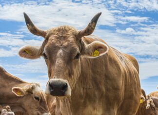Aufstellungen Holstein Kiel Gegen FC Bayern München: Wer Gewinnt?
