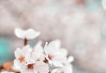 Aufstellungen Teilnehmer PSV Eindhoven Gegen BVB: Wer Gewinnt?