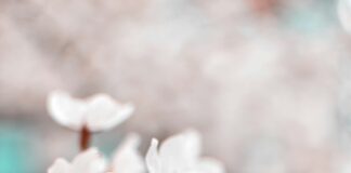 Aufstellungen Teilnehmer PSV Eindhoven Gegen BVB: Wer Gewinnt?