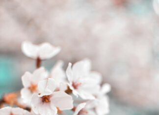 Aufstellungen Teilnehmer PSV Eindhoven Gegen BVB: Wer Gewinnt?