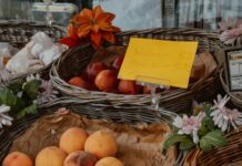 Aufstellungen Teilnehmer Werder Bremen Gegen Darmstadt 98 – Wer Gewinnt?