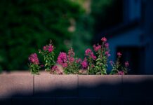 Aufstellungen Teilnehmer 1. FC Heidenheim Gegen FC Chelsea: Wer Gewinnt?