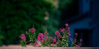 Aufstellungen: Teilnehmer 1. FC Heidenheim Gegen FC Augsburg – Wer Triumphiert?