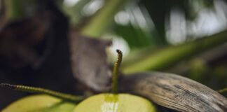 Aufstellungen Teilnehmer HSV Gegen FCN: Wer Macht Das Spiel?