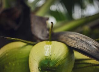 Aufstellungen Teilnehmer HSV Gegen FCN: Wer Macht Das Spiel?