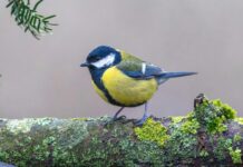 Aufstellungen Teilnehmer Vfl Wolfsburg Gegen Borussia Mönchengladbach – Wer Gewinnt Das Spitzenspiel?