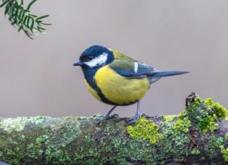 Aufstellungen Teilnehmer Vfl Wolfsburg Gegen Borussia Mönchengladbach – Wer Gewinnt Das Spitzenspiel?