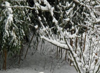 Aufstellungen Teilnehmer: Bayer Leverkusen Gegen VfL Wolfsburg – Wer Gewinnt?