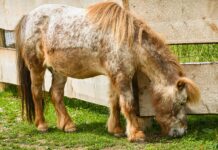 Aufstellung Deutschland: Wer Steht Im Team Für Den Sieg?