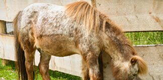 Aufstellung Deutschland: Wer Steht Im Team Für Den Sieg?