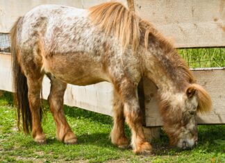 Aufstellung Deutschland: Wer Steht Im Team Für Den Sieg?
