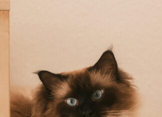 Aufstellungen Teilnehmer Werder Bremen Gegen FC Heidenheim – Wer Spielt?