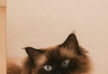 Aufstellungen Teilnehmer Bayer Leverkusen Gegen Werder Bremen Enthüllt!