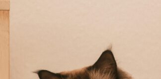 Aufstellungen Teilnehmer Bayer Leverkusen Gegen Werder Bremen Enthüllt!