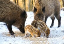 Aufstellungen Teilnehmer Bayer Leverkusen Gegen Heidenheim – Wer Überzeugt?