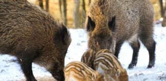 Aufstellungen Teilnehmer Bayer Leverkusen Gegen Heidenheim – Wer Überzeugt?