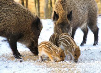Aufstellungen Teilnehmer Bayer Leverkusen Gegen Heidenheim – Wer Überzeugt?