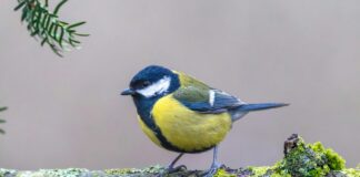 Aufstellungen Teilnehmer Borussia Mönchengladbach Gegen Werder Bremen – Wer Spielt Wirklich?