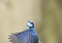 Aufstellungen Teilnehmer Bayer 04 Leverkusen Gegen Borussia Mönchengladbach – Wer Gewinnt Das Spiel?