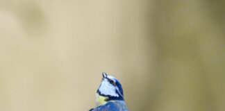 Aufstellungen Teilnehmer Bayer 04 Leverkusen Gegen Borussia Mönchengladbach – Wer Gewinnt Das Spiel?