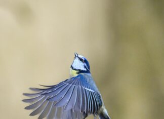 Aufstellungen Teilnehmer Bayer 04 Leverkusen Gegen Borussia Mönchengladbach – Wer Gewinnt Das Spiel?