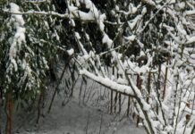 Aufstellungen Teilnehmer: Qarabağ Gegen Bayer Leverkusen – Wer Siegt?