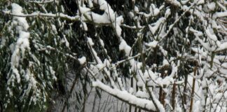 Aufstellungen Teilnehmer: Qarabağ Gegen Bayer Leverkusen – Wer Siegt?