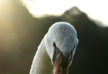 Aufstellungen Teilnehmer: FC Augsburg Gegen VfB Stuttgart – Wer Gewinnt?