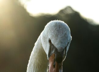 Aufstellungen Teilnehmer: FC Augsburg Gegen VfB Stuttgart – Wer Gewinnt?