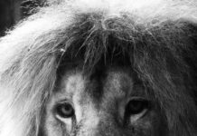 Aufstellungen Teilnehmer FC Augsburg Gegen Werder Bremen – Wer Gewinnt?