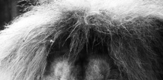 Aufstellungen Teilnehmer FC Augsburg Gegen Werder Bremen – Wer Gewinnt?