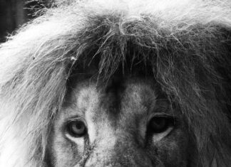 Aufstellungen Teilnehmer FC Augsburg Gegen Werder Bremen – Wer Gewinnt?