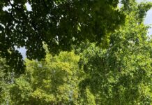 Aufstellungen Teilnehmer Al-Hilal Gegen Al-Nassr FC: Wer Gewinnt?