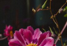 Aufstellungen Teilnehmer Fortuna Düsseldorf Gegen VfL Bochum – Wer Gewinnt?