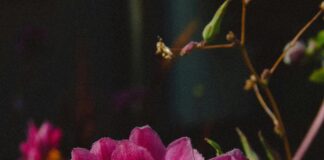 Aufstellungen Teilnehmer Fortuna Düsseldorf Gegen VfL Bochum – Wer Gewinnt?